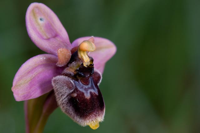 IBRIDO Ophrys bombyliflora x Ophrys bertoloniiformis